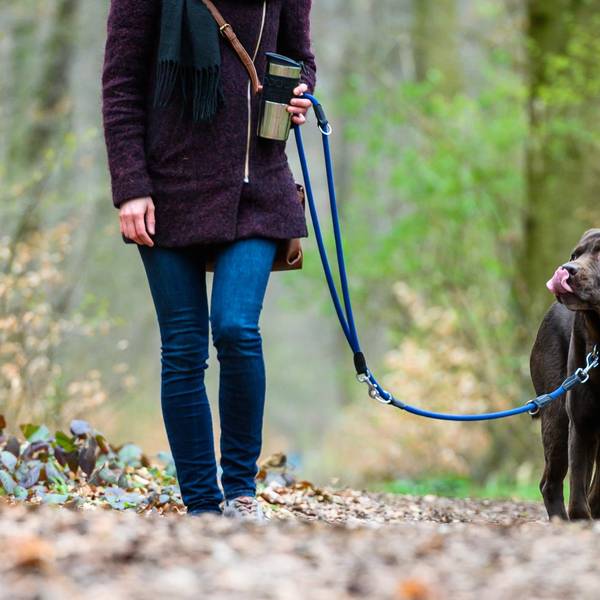 symbolbild hund leine wald