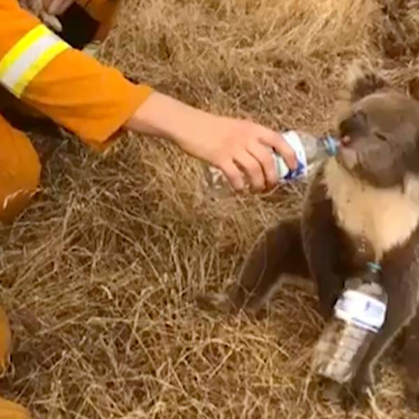Koala in Australien dpa