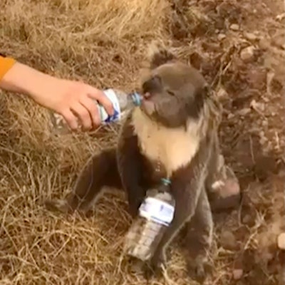 Koala in Australien dpa