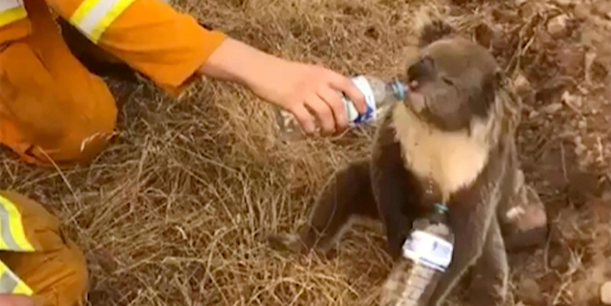Koala in Australien dpa