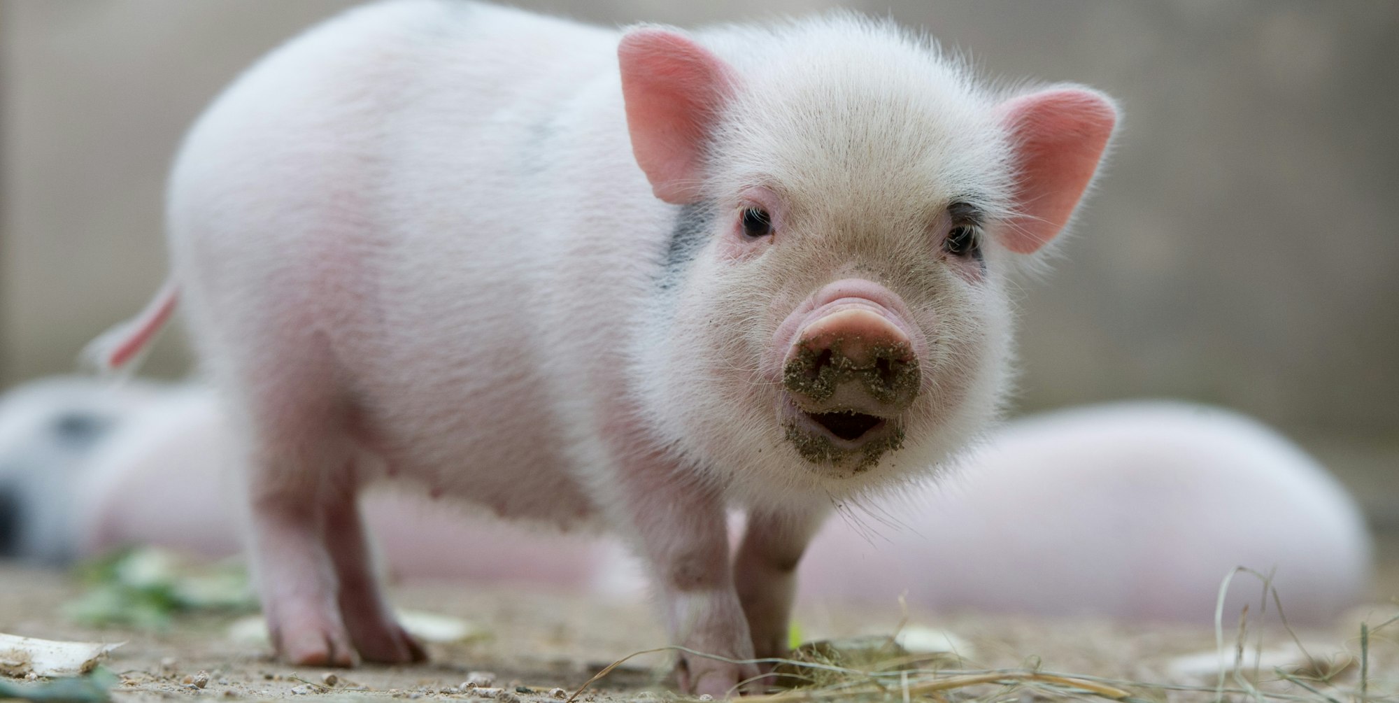 Mini-Pig
