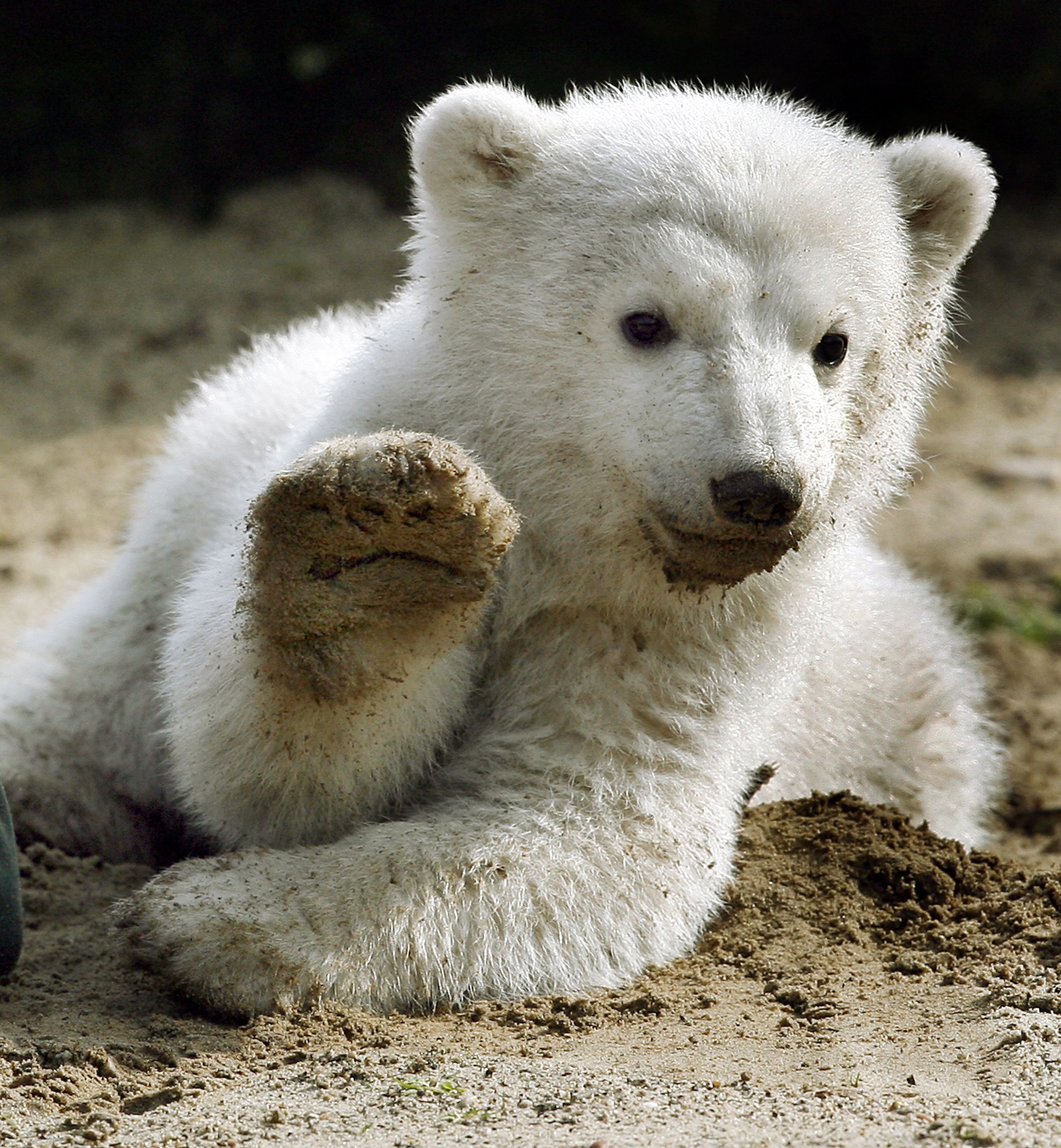 Eisbär-Knut-dpa