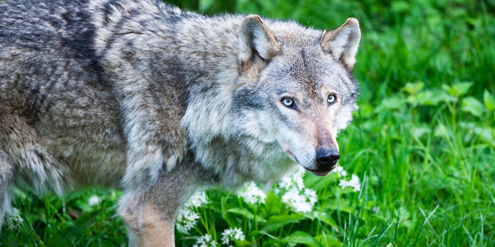 Wolf