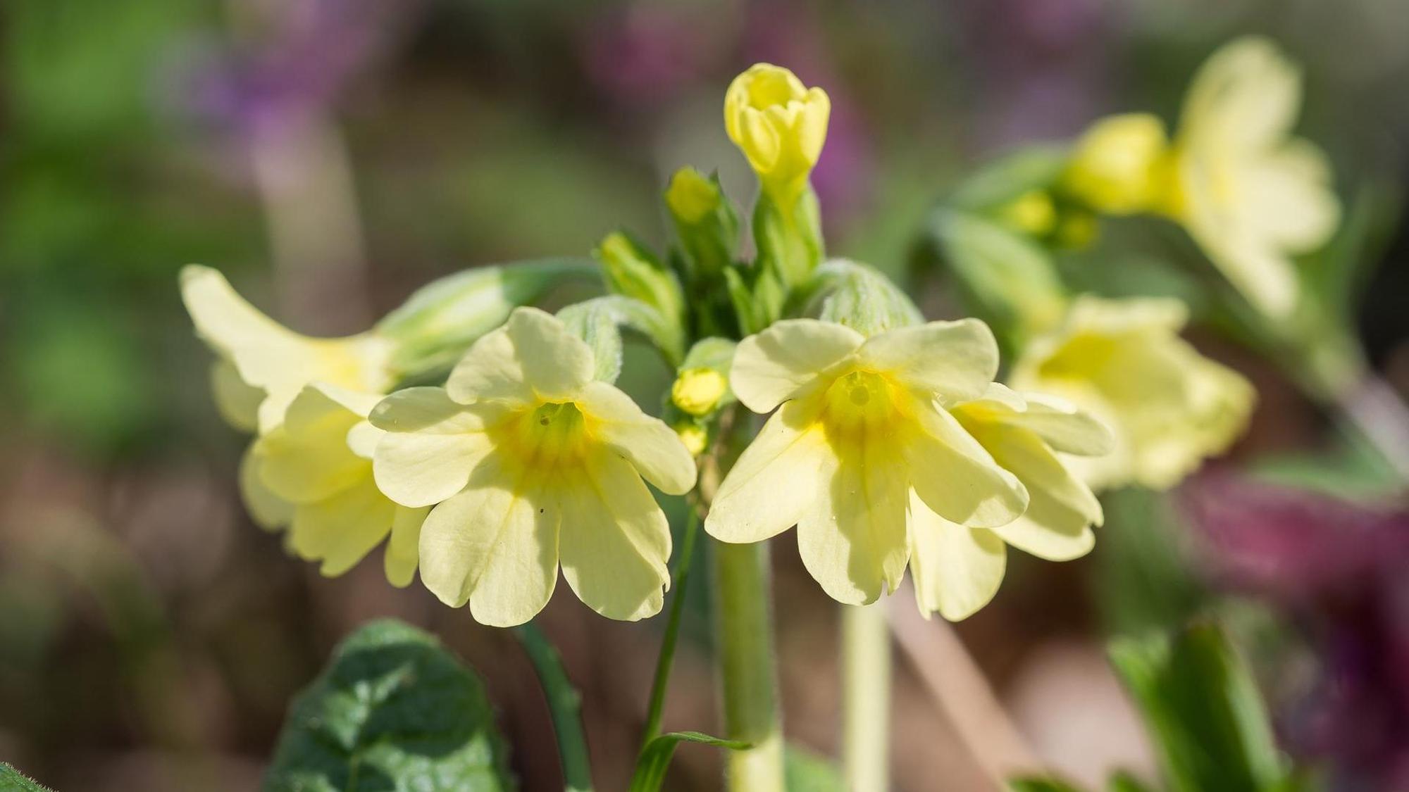 Schluesselblume