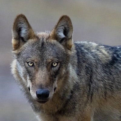 gomille0539-wildwolf3-online