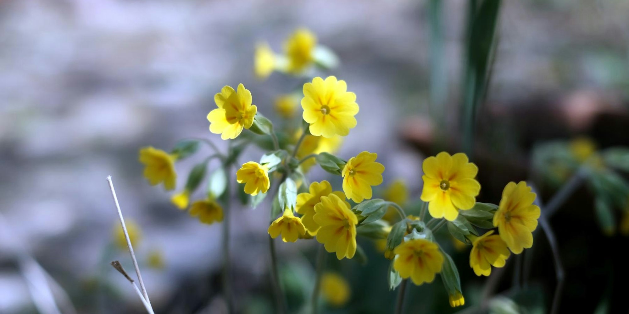 Bild 2 20200401max-garten03