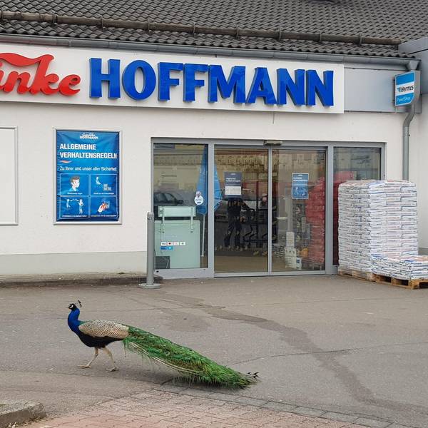 Pfau Waldbröl