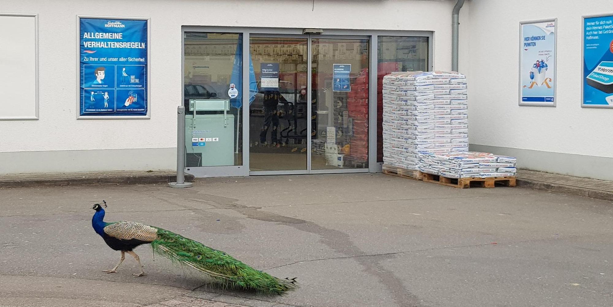 Pfau Waldbröl