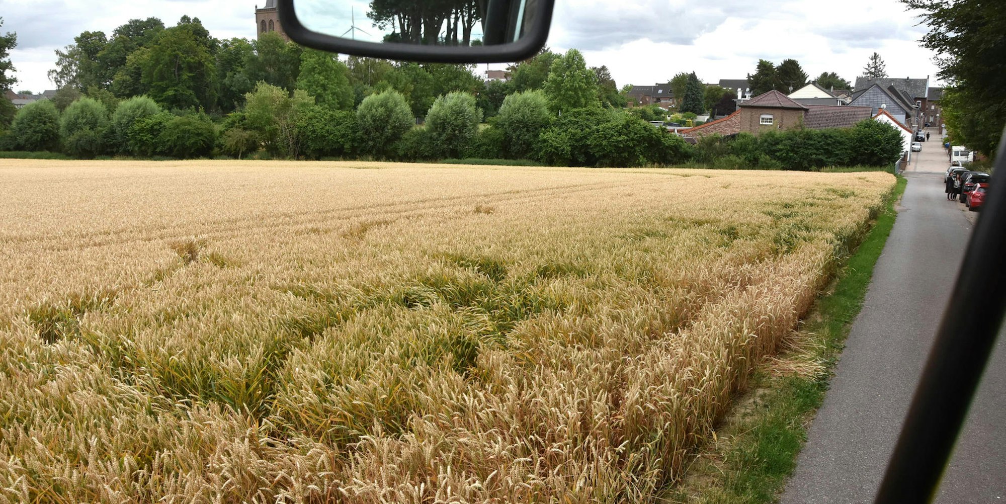 el-Hunde-Weizenfeld-FTZ (8)