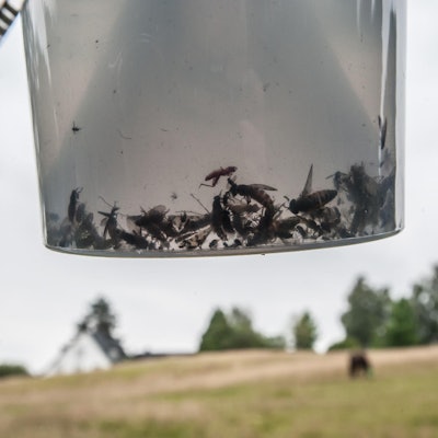 leverkusen-inhalt-insektenfalle-ALF_2423