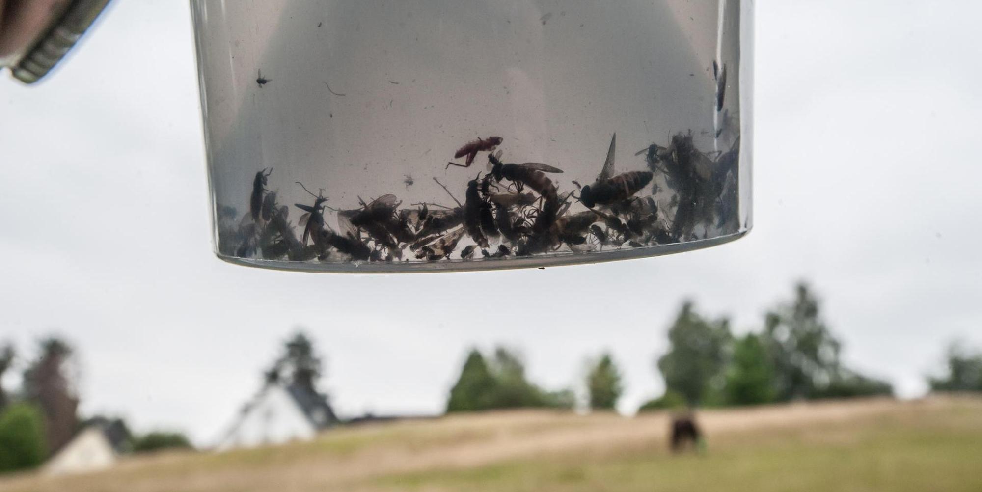 leverkusen-inhalt-insektenfalle-ALF_2423