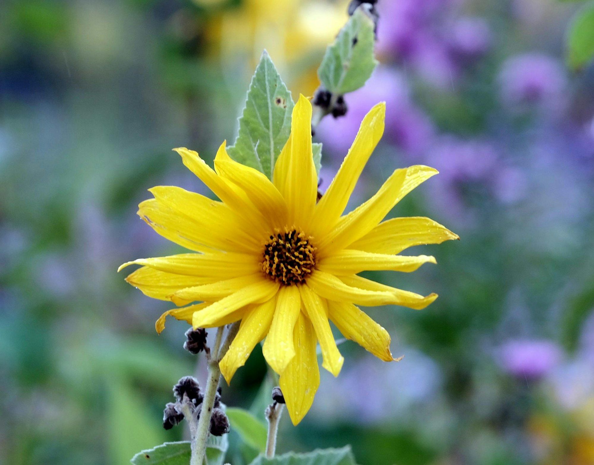 20191004max-garten15