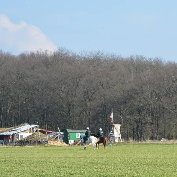 Pferde Hambacher Forst