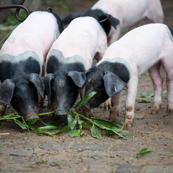 20200715_tb_Zoo_Nachwuchs_Schweine_007 (1)