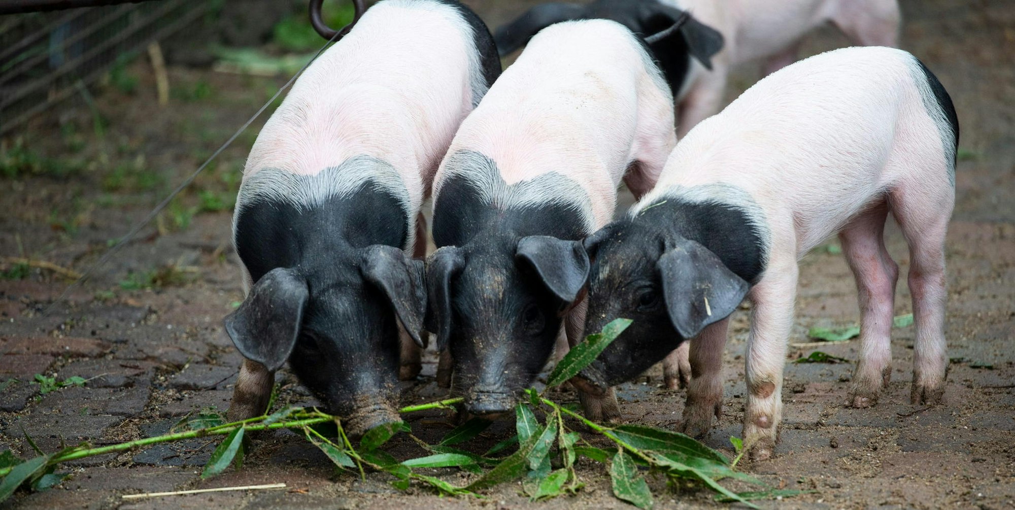 20200715_tb_Zoo_Nachwuchs_Schweine_007 (1)