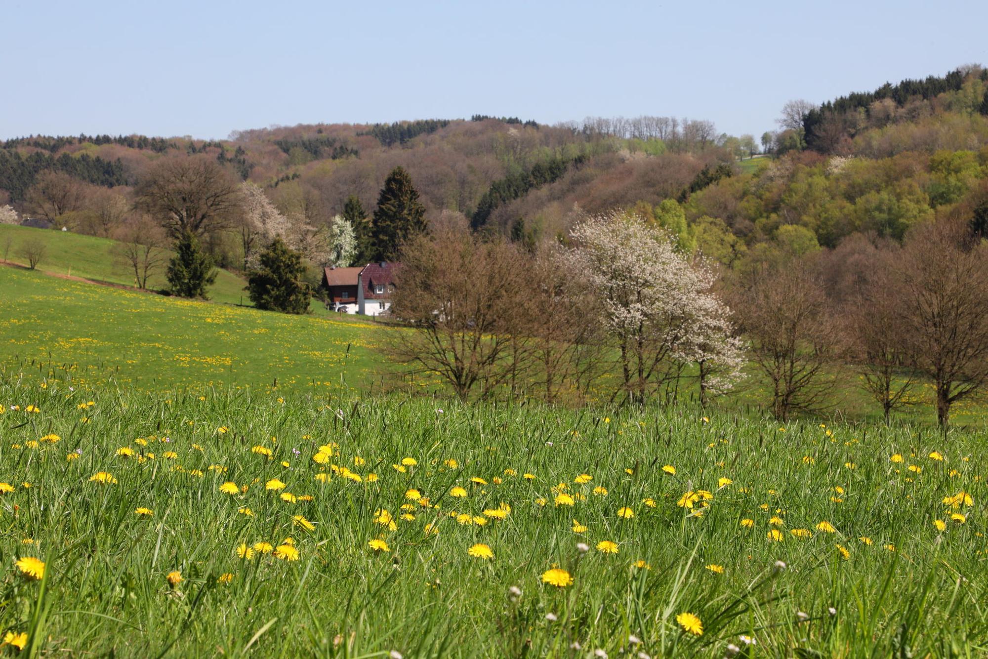 Waldmythenweg_Waldbroel_8213_Frühling
