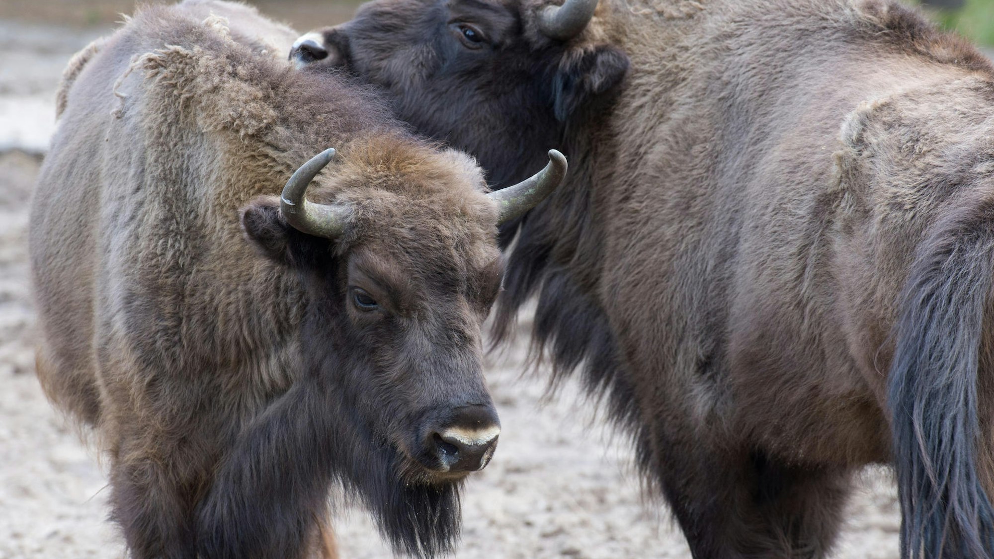Wisente Dünnwald Symbolbild dpa