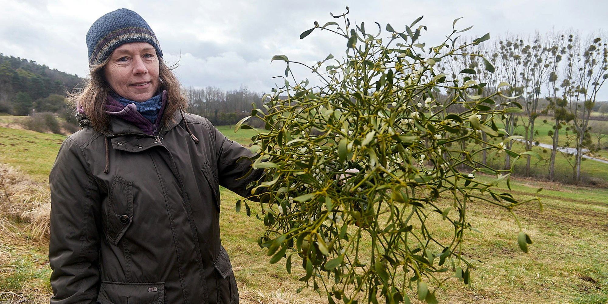 Misteln auf dem Vormarsch_001