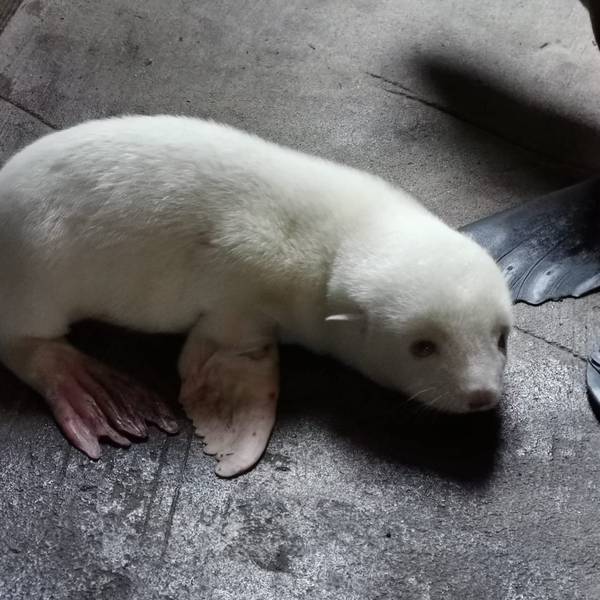 Albino-Seebärenbaby 1