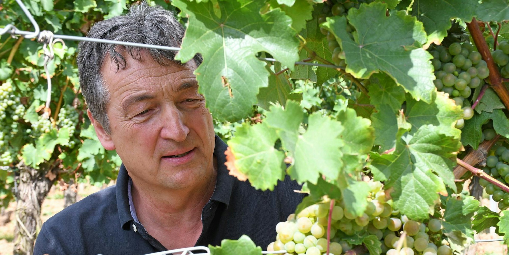 Freytag neue Rebsorten dpa