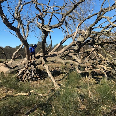 Wahner Heide Baum Winter Reiche