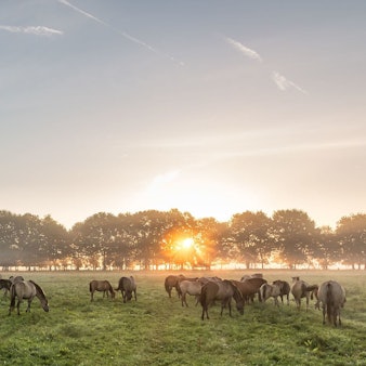 Dülmener_Wildpferde_Dietmar Rabich 4.0 Wiki2016_--_4241