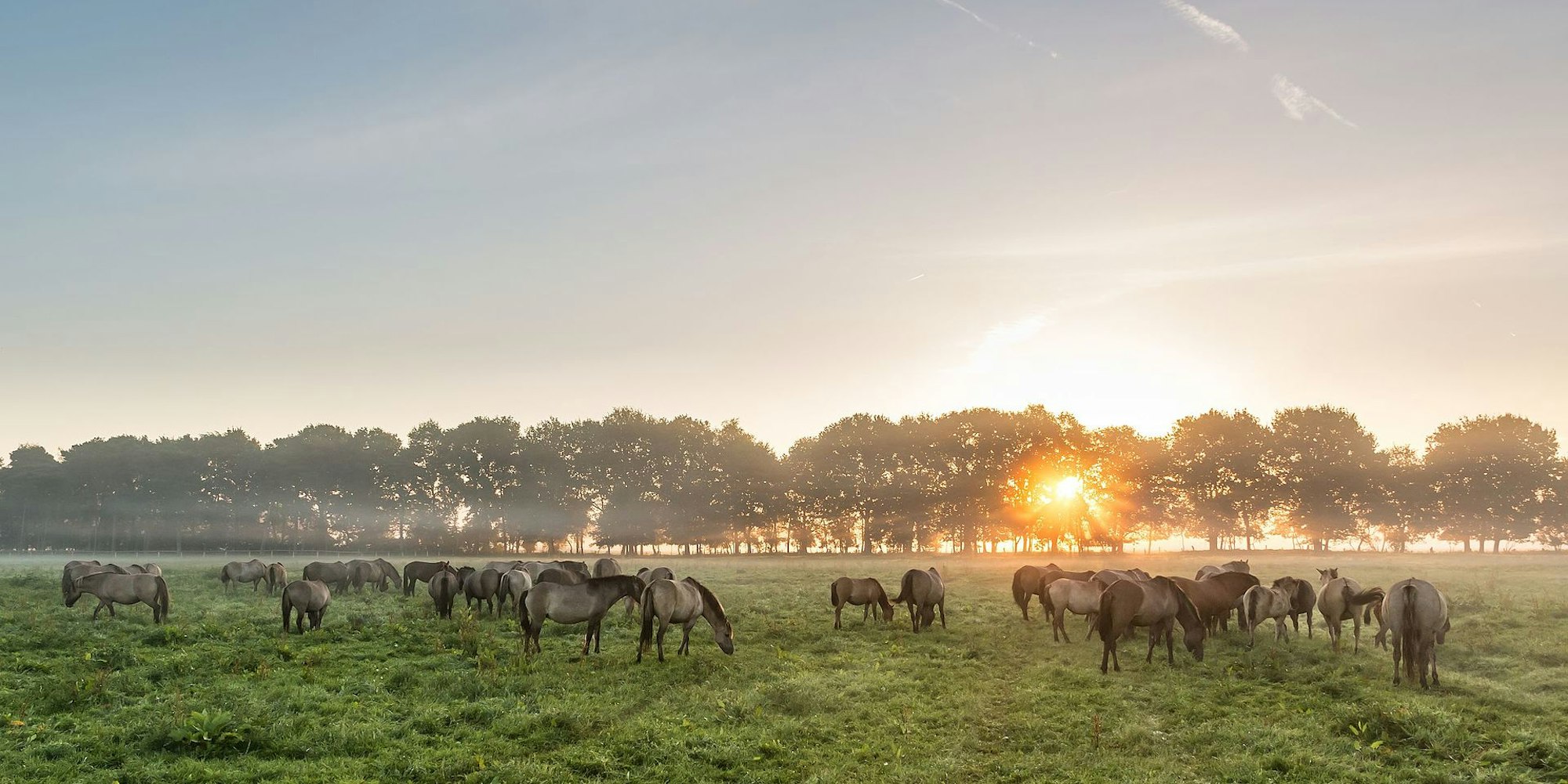 Dülmener_Wildpferde_Dietmar Rabich 4.0 Wiki2016_--_4241