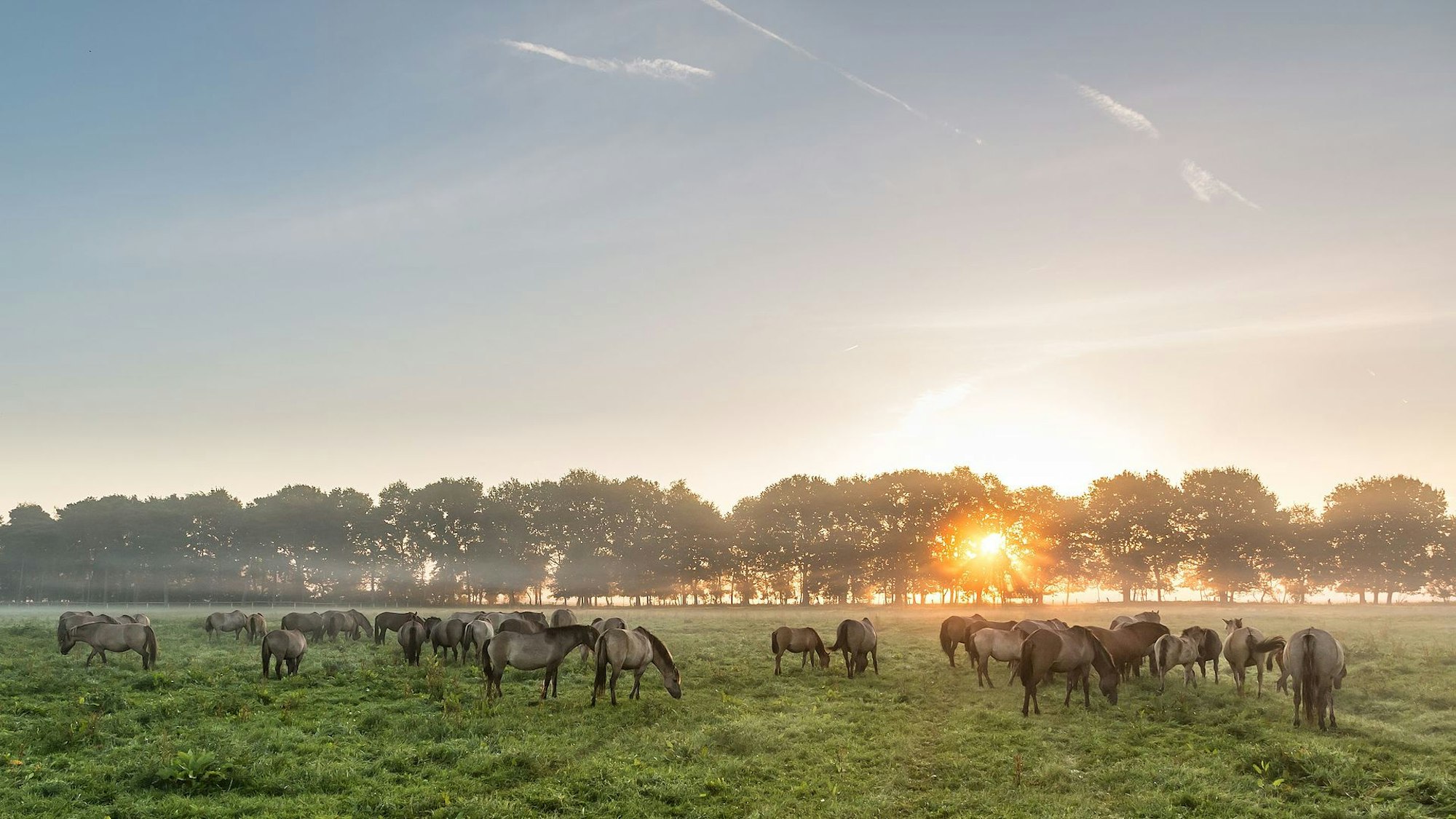 Die Dülmener Wildpferde sind ein Highlight des Naturparks Hohe Mark