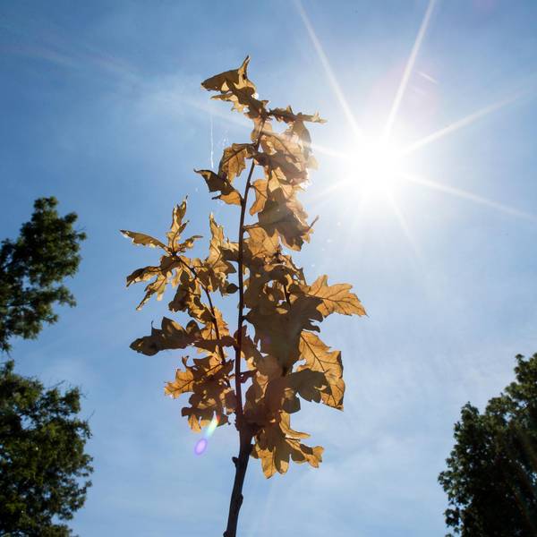 Sonne durch Baum