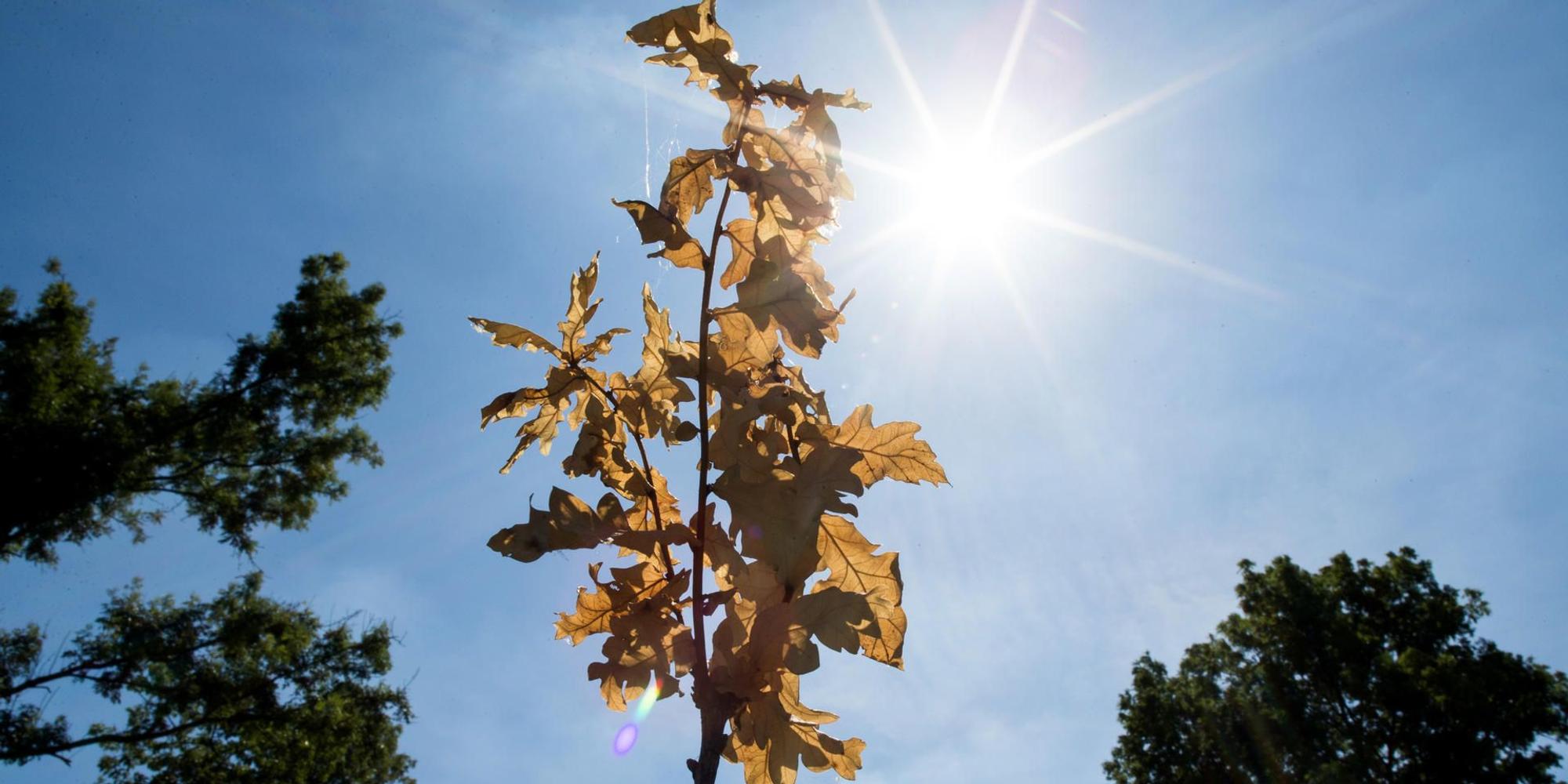 Sonne durch Baum