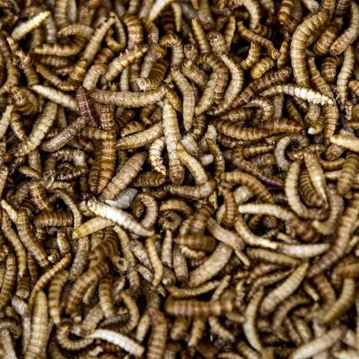 Mehlwürmer dpa