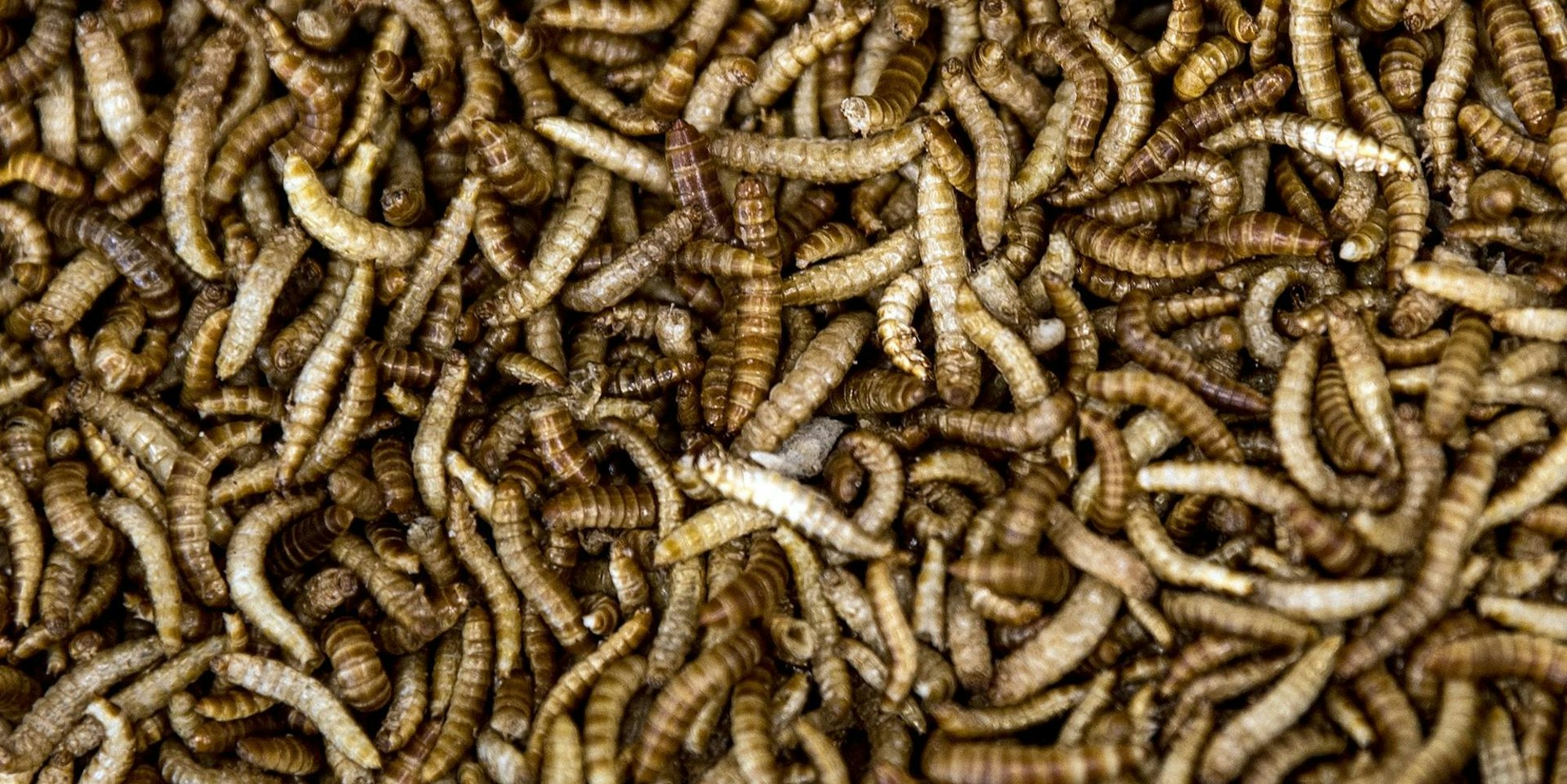 Mehlwürmer dpa