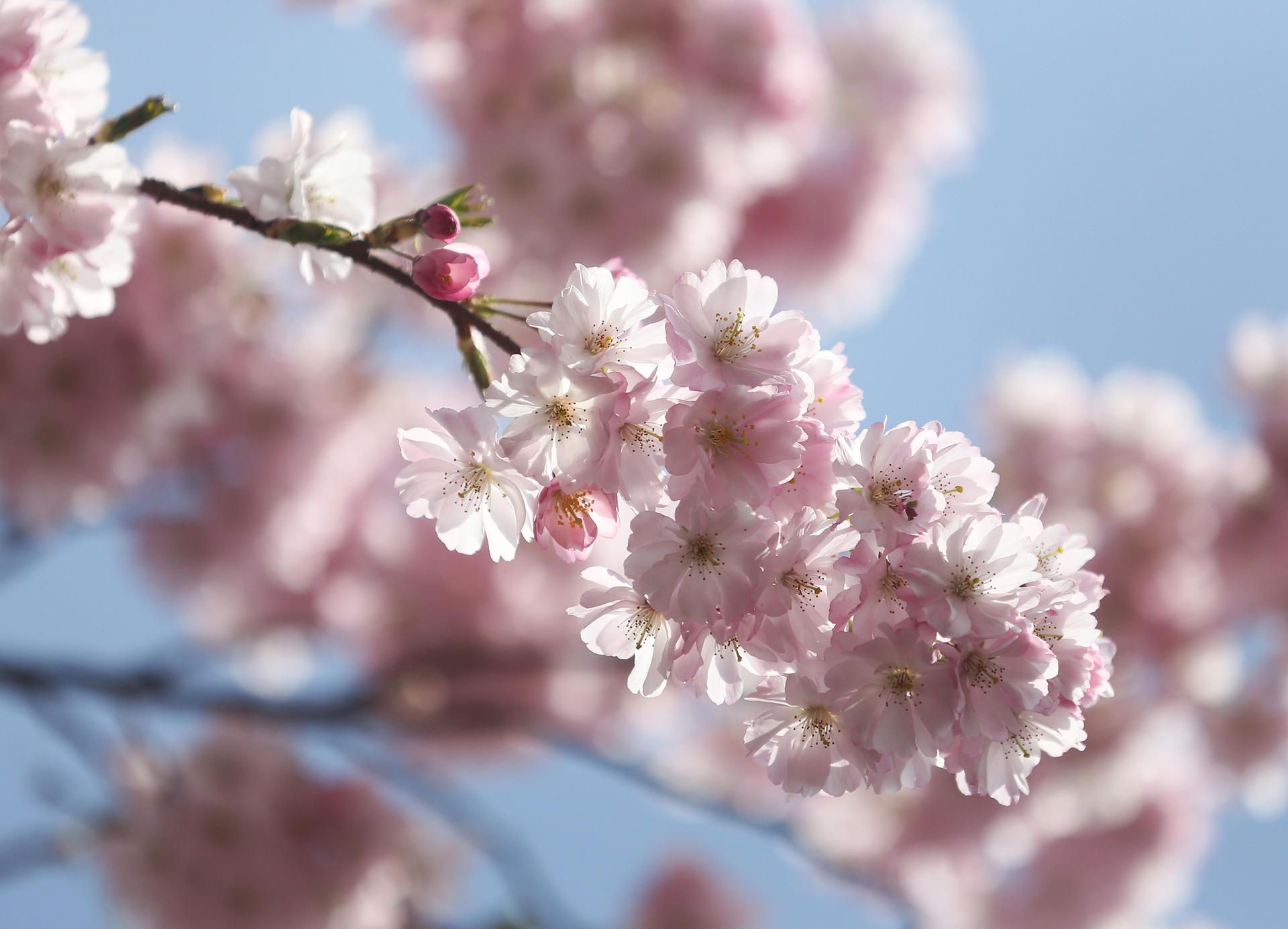 Kirschblüte