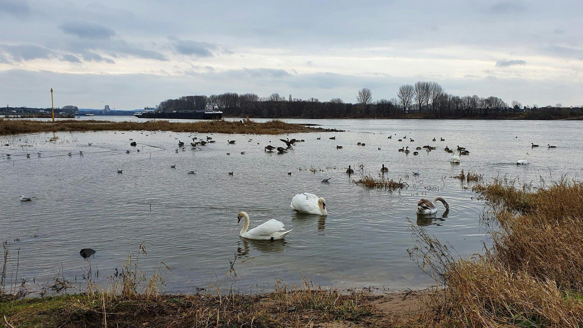 sues Entenschießen 2 Foto Süsser