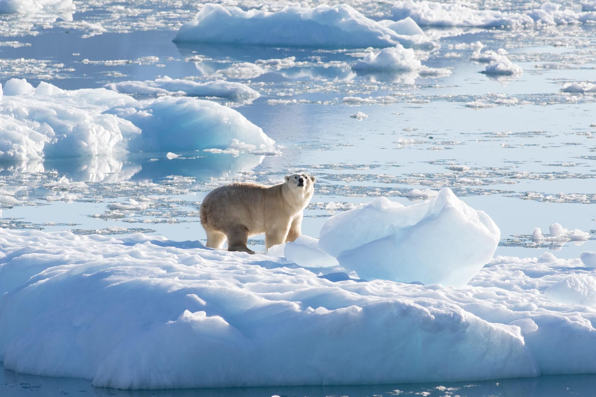 Grönland Eisbär dpa 300822