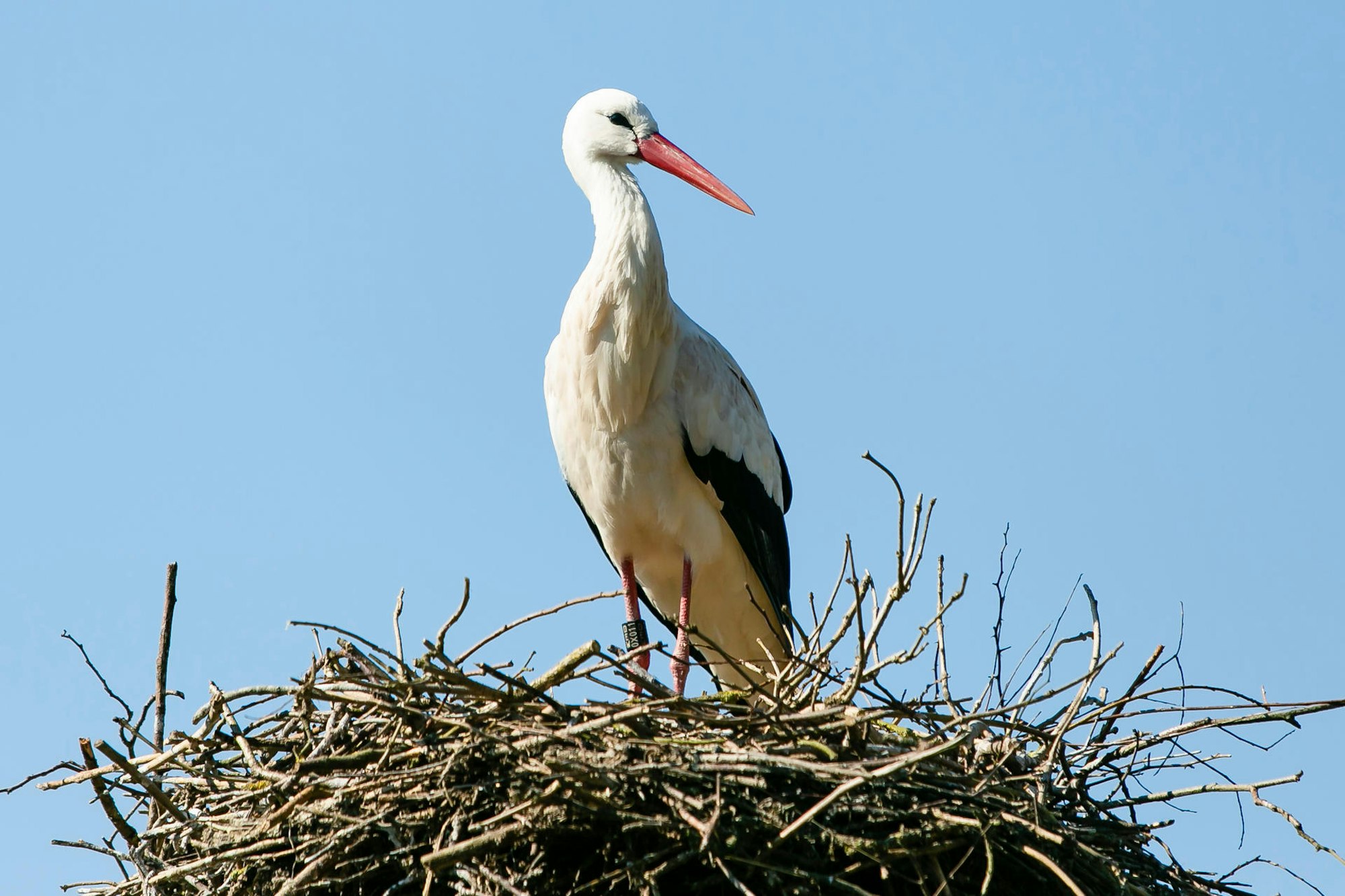 Stoerche_hochformatig_64957055