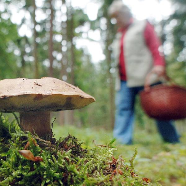 Pilz Bayern