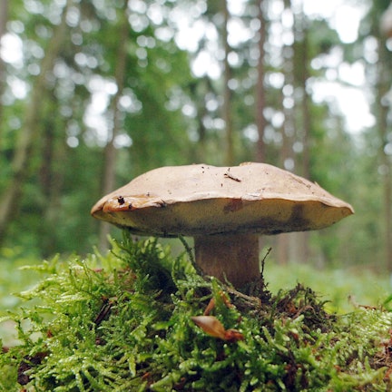 Pilz Bayern