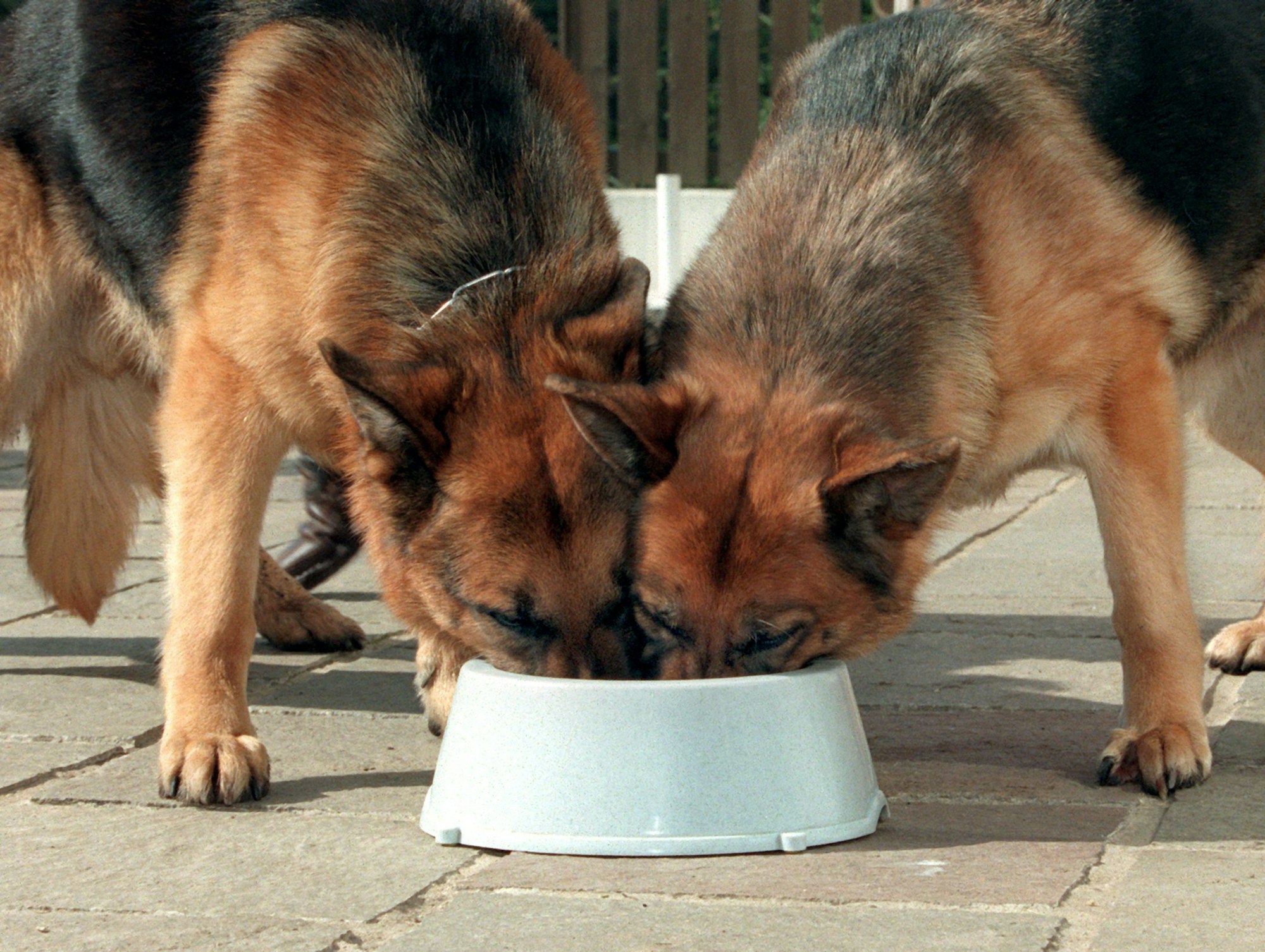 Vom_Wolf_zum_Hund_33363325