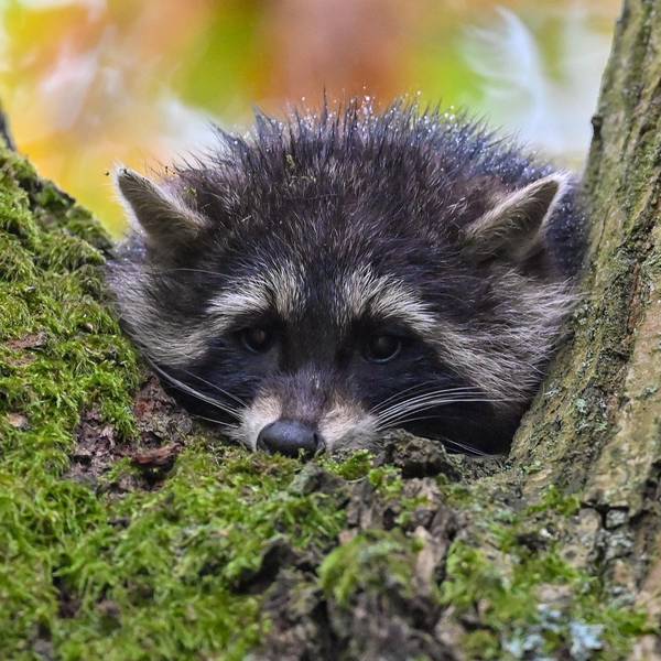 Waschbär 161120 (1)