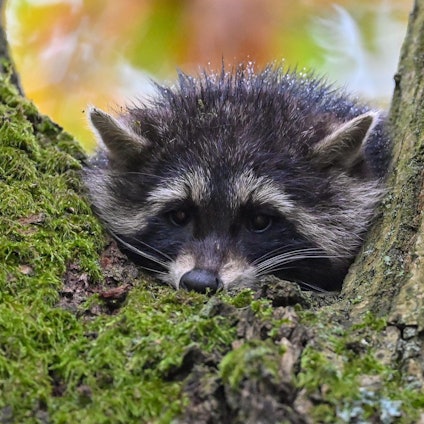 Waschbär 161120 (1)