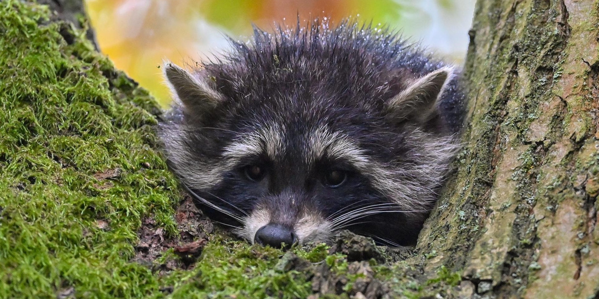 Waschbär 161120 (1)