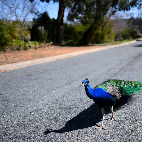 Pfau auf der Straße 260222