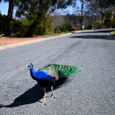 Pfau auf der Straße 260222