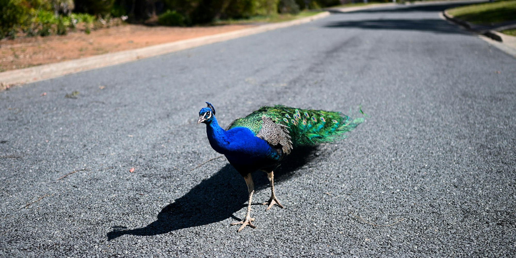 Pfau auf der Straße 260222