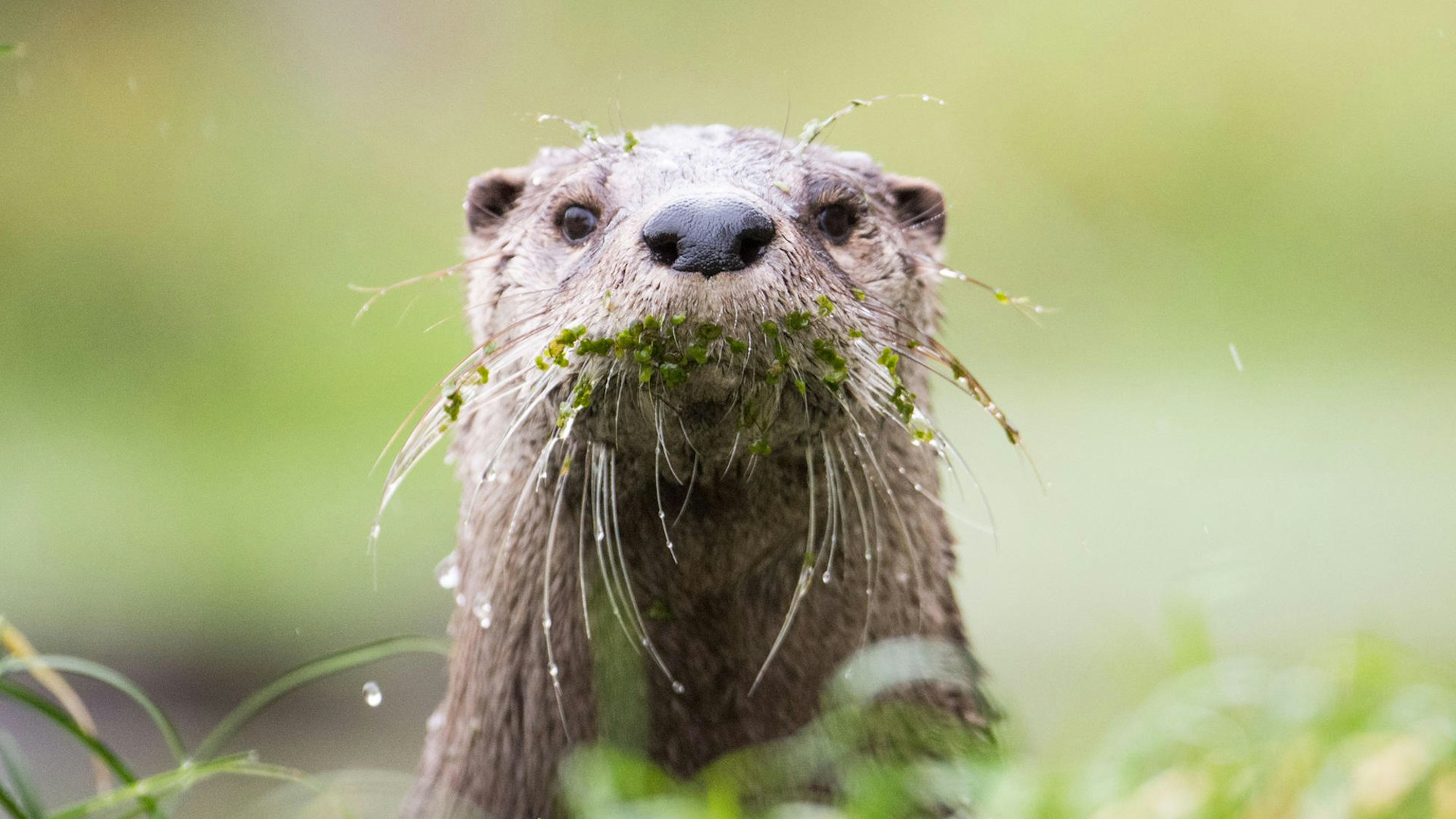 Ein niedlicher Fischotter