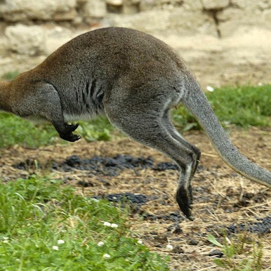Känguru Symbolbild