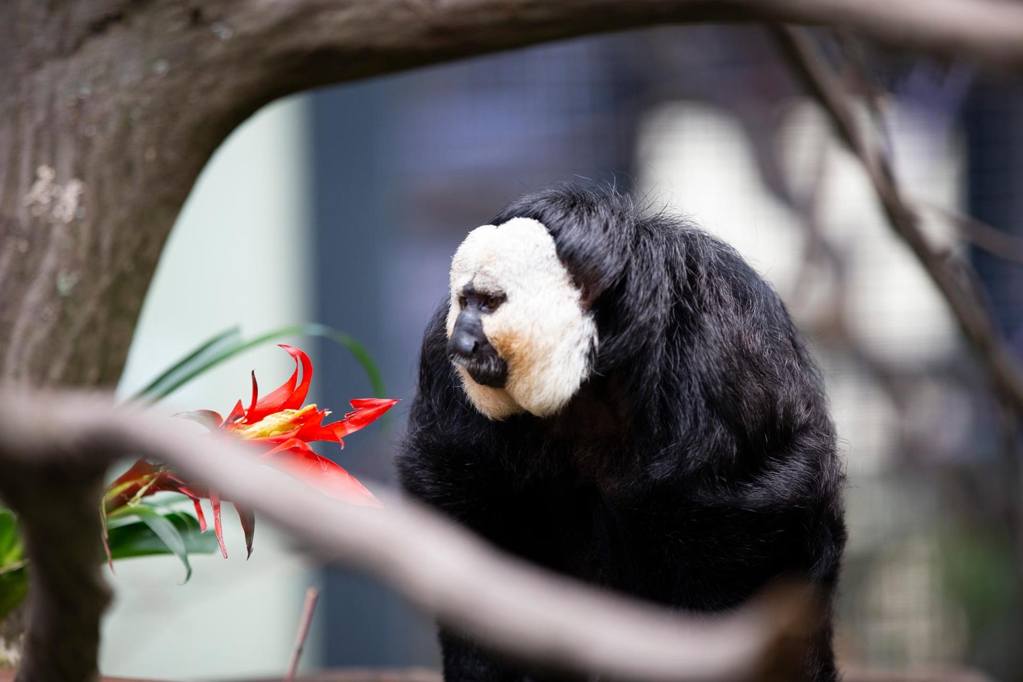 Kölner Zoo Südamerikahaus 6