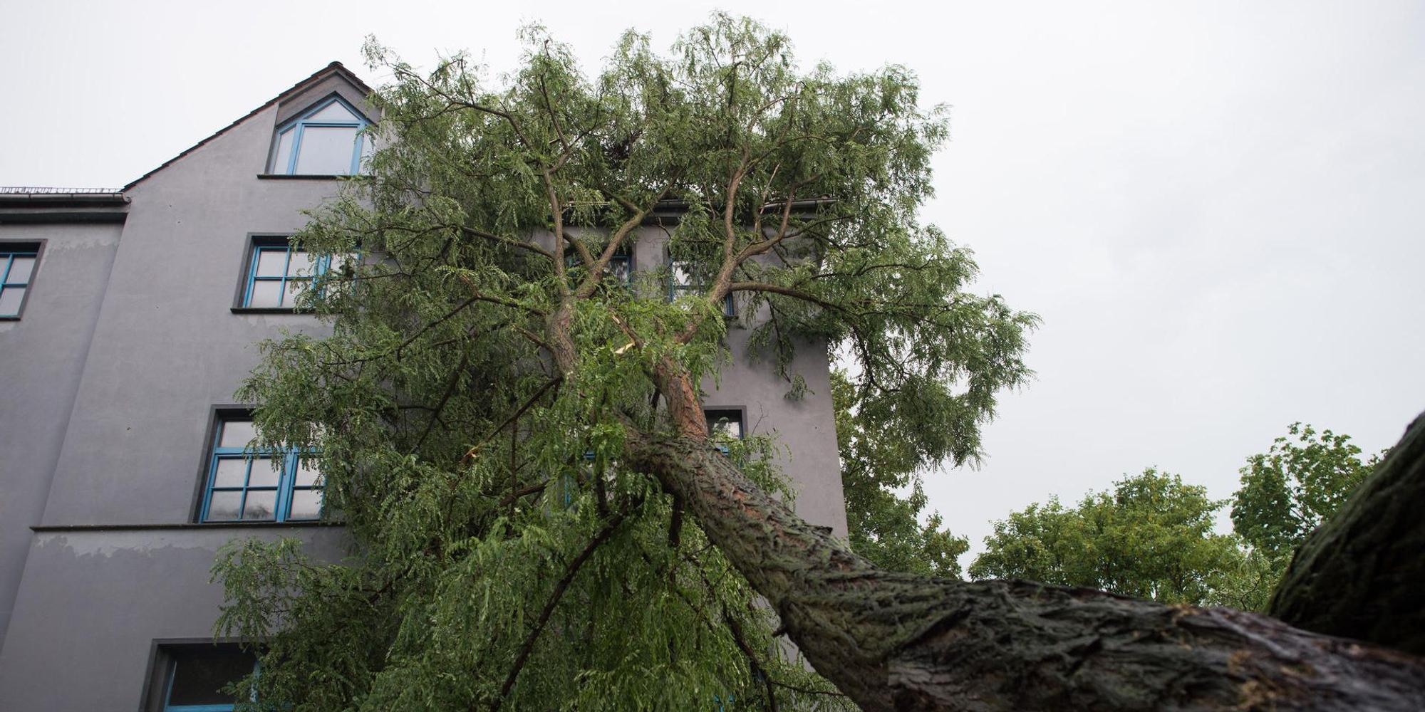 Unwetter Haus Baum Schaden