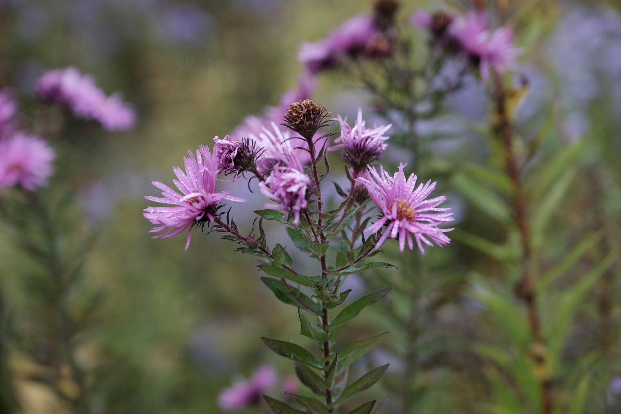 20191004max-garten13